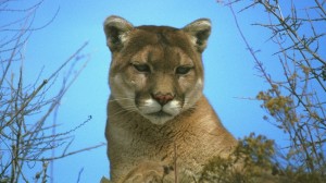mountainlion